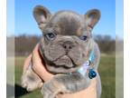 French Bulldog PUPPY FOR SALE ADN-761846 - Marlo