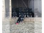 German Shepherd Dog PUPPY FOR SALE ADN-761817 - Purebred German Shepherd puppies