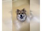 Chow Chow Mix DOG FOR ADOPTION RGADN-1238863 - Cindy - Chow Chow / Mixed (long