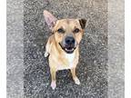 Boxer-German Shepherd Dog Mix DOG FOR ADOPTION RGADN-1240847 - DALLAS - German
