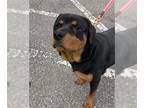 Rottweiler DOG FOR ADOPTION RGADN-1241848 - CAIN - Rottweiler (medium coat) Dog