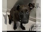 Labrador Retriever Mix DOG FOR ADOPTION RGADN-1241971 - LILY - Labrador