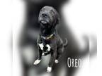 Great Dane-Labrador Retriever Mix DOG FOR ADOPTION RGADN-1242149 - Oreo -