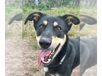 Australian Kelpie Mix DOG FOR ADOPTION RGADN-1173754 - Nico - Australian Kelpie