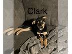 Huskies Mix DOG FOR ADOPTION RGADN-1214836 - Clark - Australian Cattle Dog/Blue
