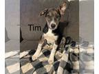 Huskies Mix DOG FOR ADOPTION RGADN-1214837 - Tim - Australian Cattle Dog/Blue