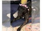 Neapolitan Mastiff Mix DOG FOR ADOPTION RGADN-1218313 - Raina - Cane Corso