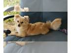 Pomeranian DOG FOR ADOPTION RGADN-1219368 - Remy - Pomeranian / Poodle