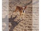 Red Heeler Mix DOG FOR ADOPTION RGADN-1229285 - Tic - Red Heeler / Mixed (short