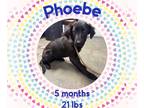 Spaniel Mix DOG FOR ADOPTION RGADN-1229739 - PHOEBE - Spaniel / Mixed Dog For