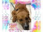 Collie Mix DOG FOR ADOPTION RGADN-1229745 - TRIXIE - Collie / Mixed Dog For