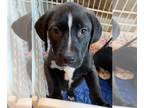 Labrador Retriever-Plott Hound Mix DOG FOR ADOPTION RGADN-1237331 - Arya (Game