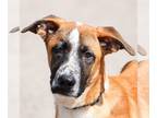German Shepherd Dog Mix DOG FOR ADOPTION RGADN-1238702 - Scooby - Belgian