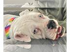 Boxer DOG FOR ADOPTION RGADN-1238704 - RICO - Boxer Dog For Adoption