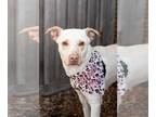 Labrador Retriever Mix DOG FOR ADOPTION RGADN-1238706 - Luna - Shepherd /