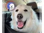 Great Pyrenees DOG FOR ADOPTION RGADN-1238718 - Achilles - Great Pyrenees (long