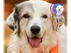 Great Pyrenees DOG FOR ADOPTION RGADN-1238721 - Marcia - Great Pyrenees (long
