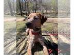 Labrador Retriever Mix DOG FOR ADOPTION RGADN-1238726 - Rickey - Australian