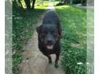 Rottweiler DOG FOR ADOPTION RGADN-1238735 - Moe - Rottweiler (medium coat) Dog