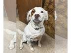 Brittany Mix DOG FOR ADOPTION RGADN-1238738 - OH/Winnie - Brittany / Setter /