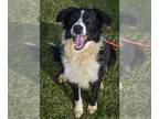 Border Collie DOG FOR ADOPTION RGADN-1238743 - MooMoo - Border Collie (medium