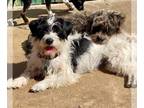 Wapoo DOG FOR ADOPTION RGADN-1238744 - Mandy & Capri - Poodle (Miniature) /