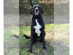 Labrador Retriever-Mountain Cur Mix DOG FOR ADOPTION RGADN-1238745 - 240223 Oreo