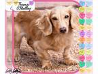 Dachshund DOG FOR ADOPTION RGADN-1238746 - Thomas O'Malley - Dachshund (long