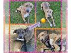 American Pit Bull Terrier-Blue Lacy Mix DOG FOR ADOPTION RGADN-1238754 - Sunny -