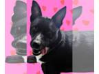 Border Collie-Huskies Mix DOG FOR ADOPTION RGADN-1238765 - Maxwell - Border