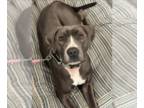 Staffordshire Bull Terrier Mix DOG FOR ADOPTION RGADN-1238767 - Lucy -