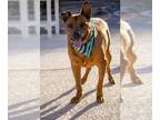 Australian Kelpie Mix DOG FOR ADOPTION RGADN-1238769 - BUTTERS - Australian