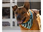 Australian Kelpie Mix DOG FOR ADOPTION RGADN-1238769 - BUTTERS - Australian