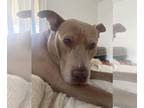 Staffordshire Bull Terrier Mix DOG FOR ADOPTION RGADN-1238770 - ROO - Australian