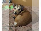 Doxle DOG FOR ADOPTION RGADN-1238776 - Copper VIII - Beagle / Dachshund / Mixed