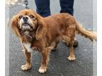 Cockalier DOG FOR ADOPTION RGADN-1238803 - Ockley - Cavalier King Charles