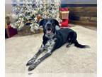 Border Collie-German Shorthaired Pointer Mix DOG FOR ADOPTION RGADN-1238804 -