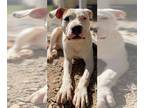 American Pit Bull Terrier Mix DOG FOR ADOPTION RGADN-1238809 - Cruz Dec 23 - Pit