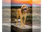 Bloodhound DOG FOR ADOPTION RGADN-1238814 - Pawdrey Hepburn - Bloodhound (medium