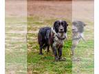 Border Collie Mix DOG FOR ADOPTION RGADN-1238816 - Jo - Shepherd / Border Collie