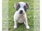 Boston Huahua DOG FOR ADOPTION RGADN-1238817 - Sandoval - Boston Terrier /