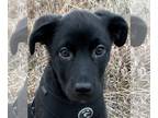 Sheprador DOG FOR ADOPTION RGADN-1238819 - Jackson - Australian Shepherd /