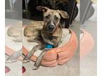 German Shepherd Dog-Greyhound Mix DOG FOR ADOPTION RGADN-1238827 - SUGARBEAR -