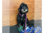Miniature Bernedoodle DOG FOR ADOPTION RGADN-1238828 - Sadie June - Bernese