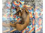 Dachshund Mix DOG FOR ADOPTION RGADN-1238846 - ROSE ELIZABETH - Dachshund /