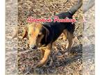 Beagle DOG FOR ADOPTION RGADN-1238852 - Pippin - Beagle Dog For Adoption