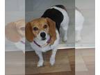Beagle DOG FOR ADOPTION RGADN-1238853 - Lola - Beagle (short coat) Dog For