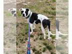 American Staffordshire Terrier Mix DOG FOR ADOPTION RGADN-1238867 - DeDe -