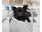 Pomeranian Mix DOG FOR ADOPTION RGADN-1238868 - Lucille - Pomeranian / Mixed