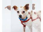 Jack Chi DOG FOR ADOPTION RGADN-1238892 - Cipher - Jack Russell Terrier /